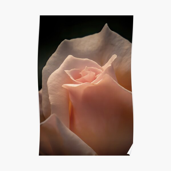 Soft pink rose Poster