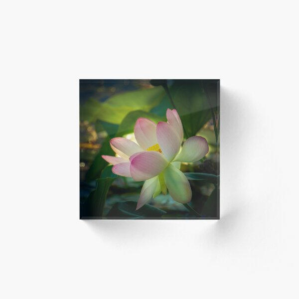 Lotus glow Acrylic Block