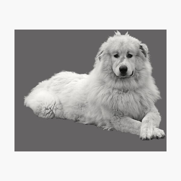 Item preview, Pyrenees Mountain dog designed and sold by Robert Elfferich.