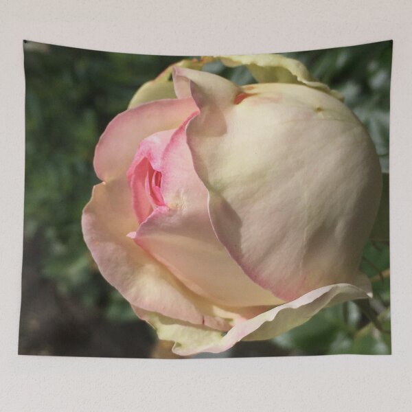 Item preview, Roses, Divine - Pierre de Ronsard designed and sold by RoseAromas.