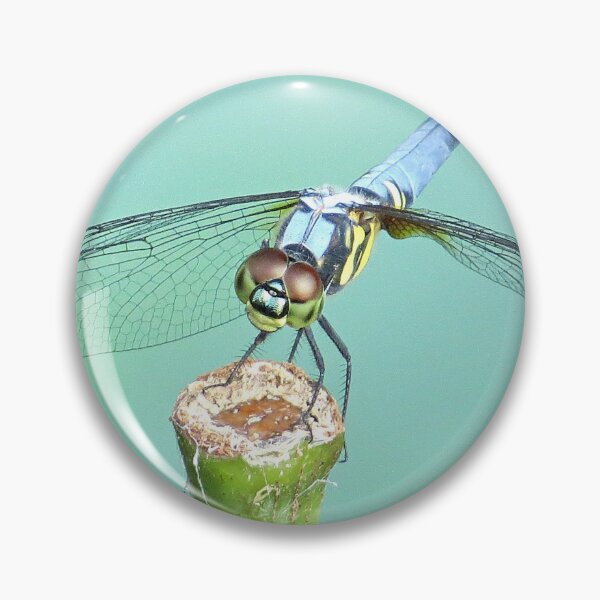 Item preview, Oriental Blue Dasher Dragonfly designed and sold by Linda Walsh.