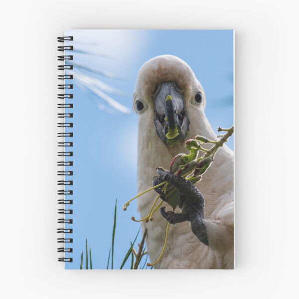 Item preview, Cockatoo Bird Nibbling on a Grevillea Flower NSW Central Coast of Australia designed and sold by suziq1962.