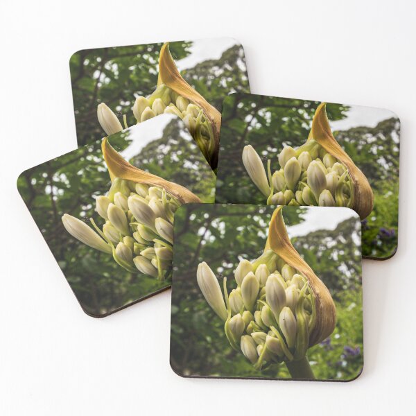 Item preview, White Agapanthus Flower Starting to Open designed and sold by suziq1962.
