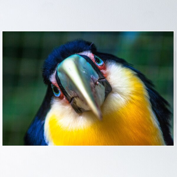Item preview, portrait of Toucan designed and sold by Alf Ribeiro.
