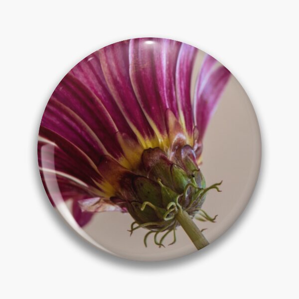 Item preview, Closeup of the Underside of Crimson Gazania Flower designed and sold by suziq1962.