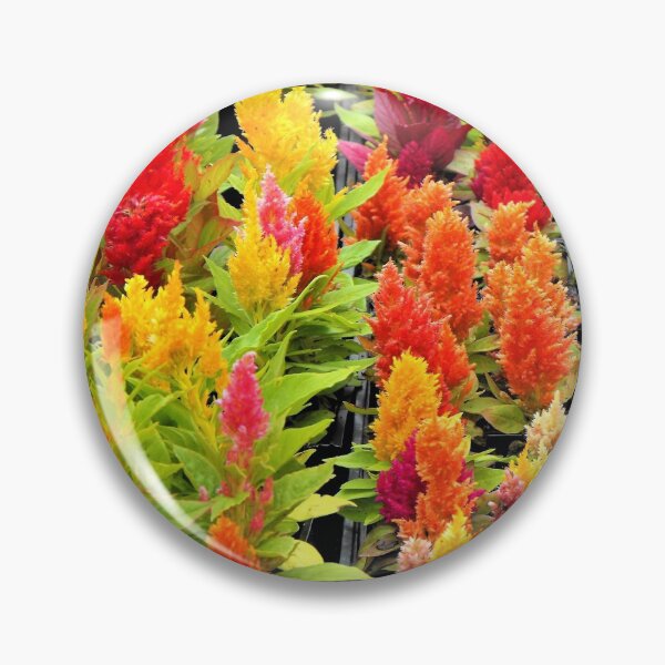 Item preview, Celosias of Beauty designed and sold by WHBPhotoArt.