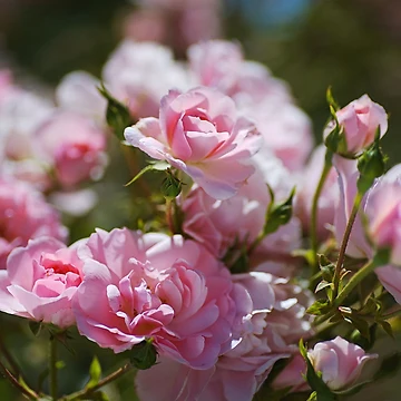 Artwork thumbnail, Soft Pink Roses Spring Romance by Joy Watson - Natural Light Photography