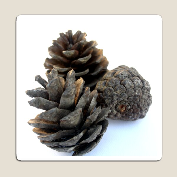 Three Pine Cones On White Background Magnet