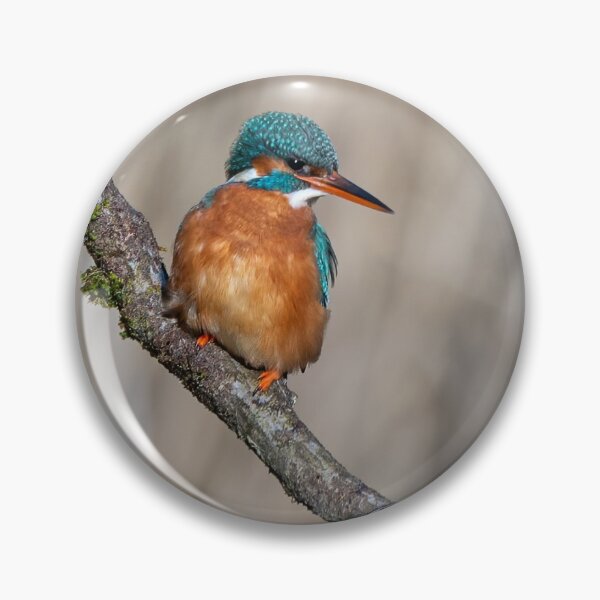 Item preview, Common kingfisher (Alcedo atthis) designed and sold by Steve Liptrot Photography.