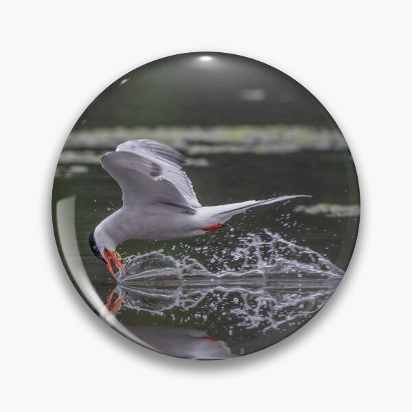 Item preview, Common Tern designed and sold by Steve Liptrot Photography.