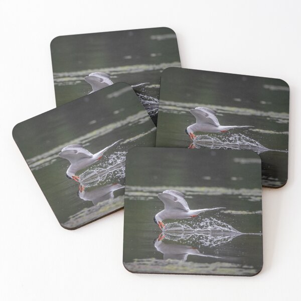 Item preview, Common Tern designed and sold by Steve Liptrot Photography.