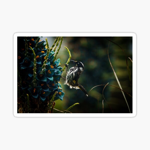 Item preview, New Holland Honeyeater with Puya flowers designed and sold by theleastone.