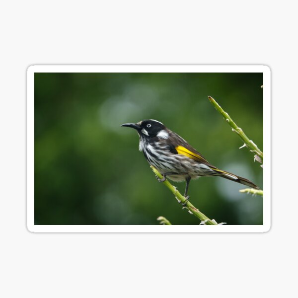 Item preview, New Holland Honeyeater on flower spike designed and sold by theleastone.