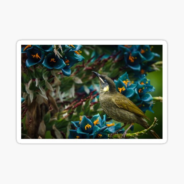 Item preview, Lewin's Honeyeater on Puya flowers designed and sold by theleastone.