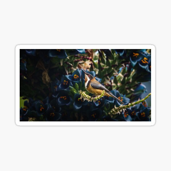 Item preview, Eastern Spinebill on Puya flowers designed and sold by theleastone.