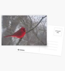 Cardinal Calm in Chaotic Conditions Postcards