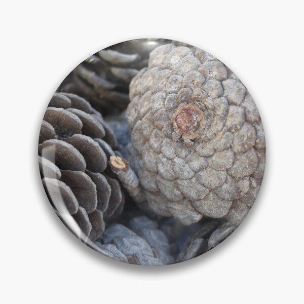 Item preview, Mediterranean Pine Pinecones Photograph designed and sold by taiche.