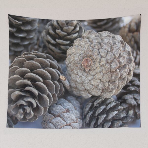 Item preview, Mediterranean Pine Pinecones Photograph designed and sold by taiche.