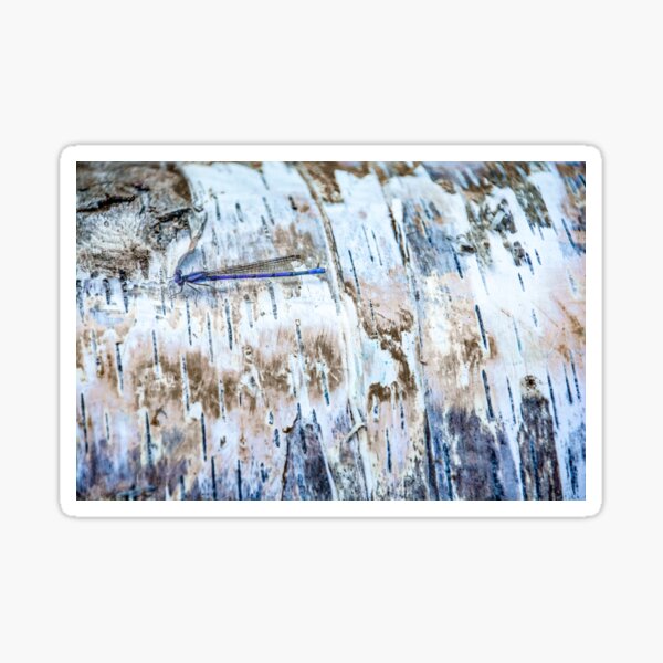 Damselfly on Birch Sticker