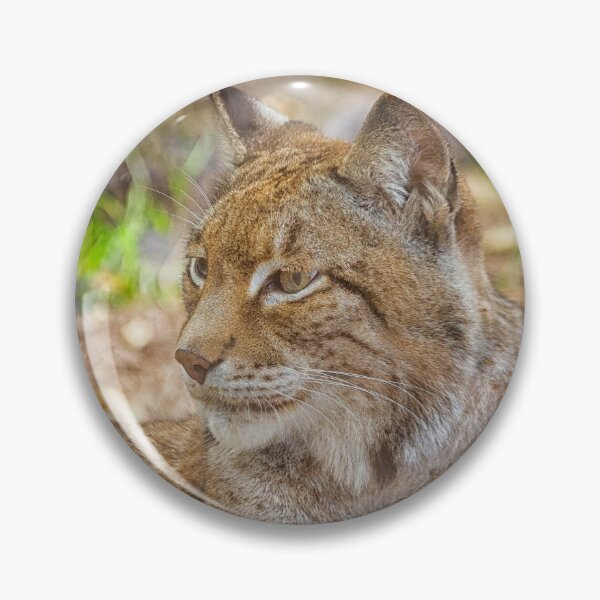 Lynx in close up Pin