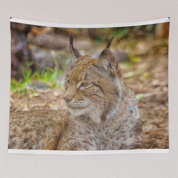 Item preview, Lynx in close up designed and sold by Photopat.