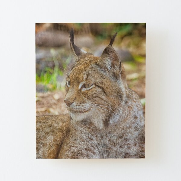 Aufgezogene Drucke Luchs Redbubble