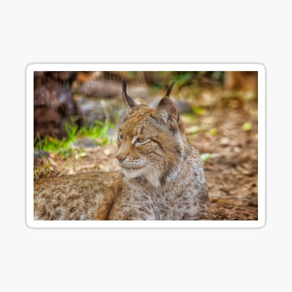 Lynx in close up Sticker