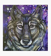 Gray Wolf Photographic Print