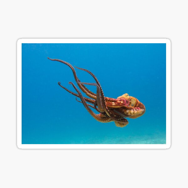 Blue Ocean Sea Monster Octopus Sticker