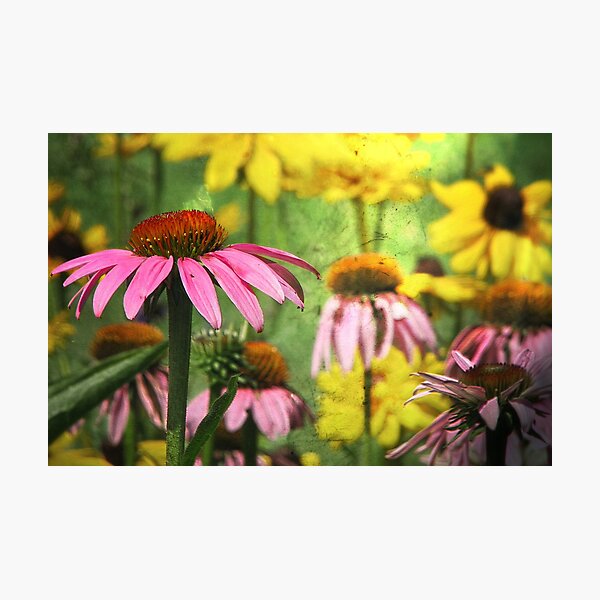 When Flowers Dream Photographic Print
