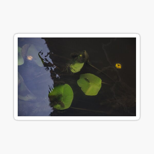 Water Lilies Sticker