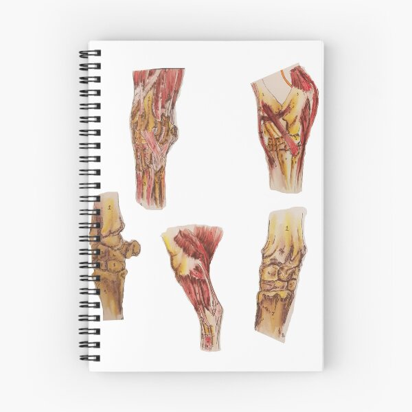 Item preview, Limb Anatomy designed and sold by Becsdoodles.
