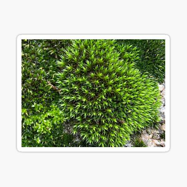 Musgo verde vibrante 1 Pegatina