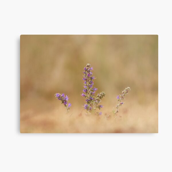 Vipers erupts Metal Print