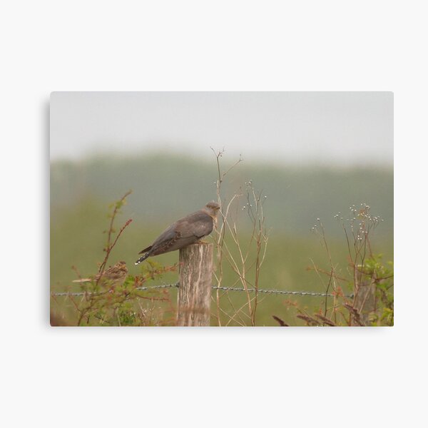 Lookout Canvas Print