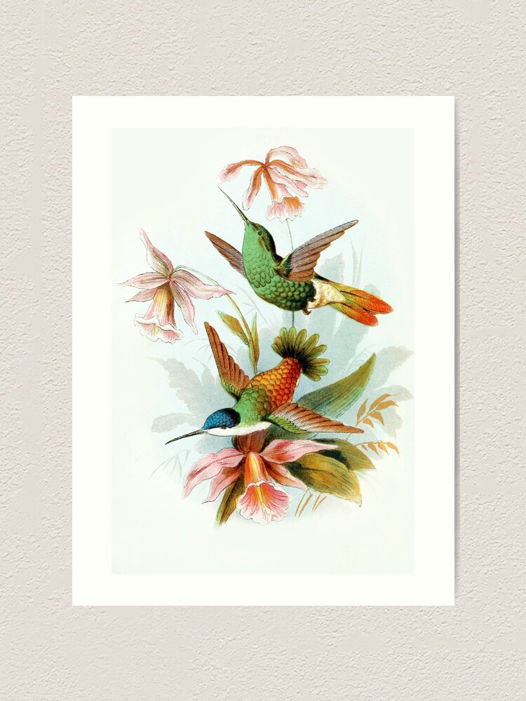 Papel pintado mariposas y colibrís con naturaleza artística