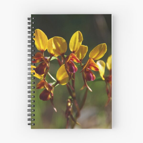 Item preview, Diuris magnifica (Donkey Orchid)  designed and sold by lezvee.