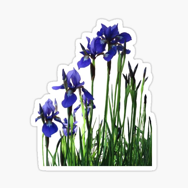 Item preview, Purple Iris Garden designed and sold by KeeganCreations.