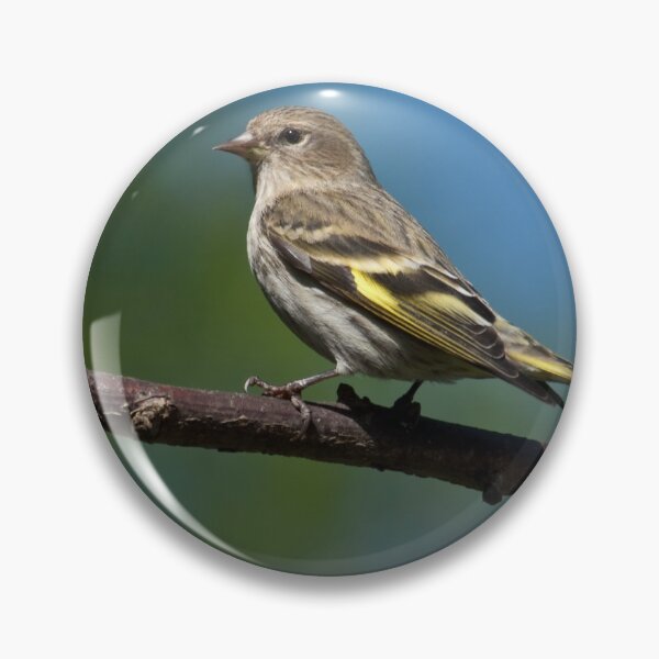 Item preview, Pine Siskin Perched on a Branch designed and sold by Jeff Goulden Photography.