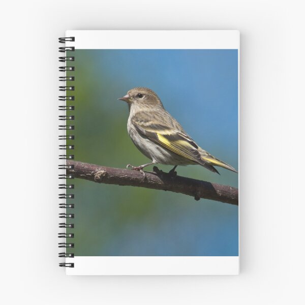 Item preview, Pine Siskin Perched on a Branch designed and sold by Jeff Goulden Photography.