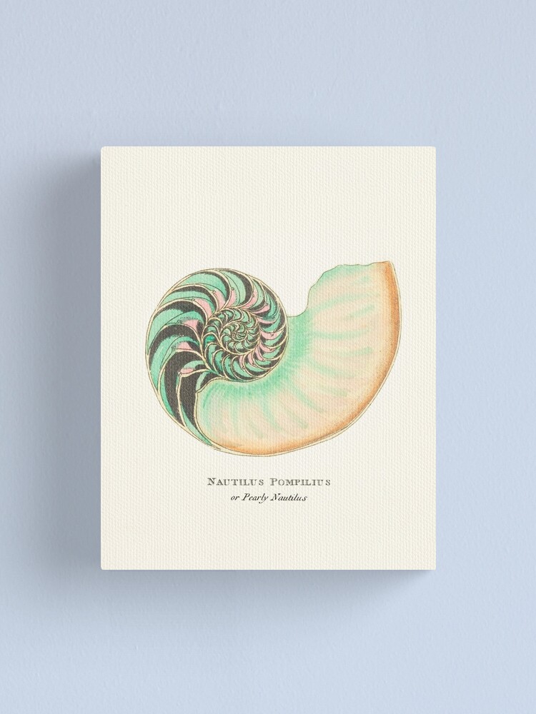 Shell Print Vintage Sea Shell Ammonite Print Sea Shell Prints Nautilus Nautilus Printable Art Canvas Print By Maxa0109 Redbubble