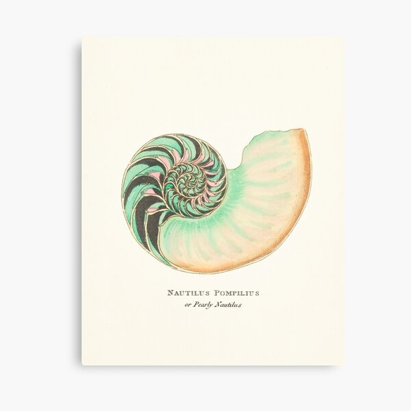 Nautilus Shell Wall Art Redbubble