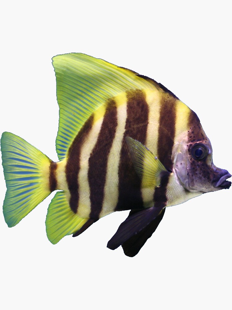 "Zebra Tang" Sticker for Sale by killies Redbubble