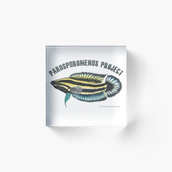 Parosphromenus harveyi realistic painting Acrylic Block