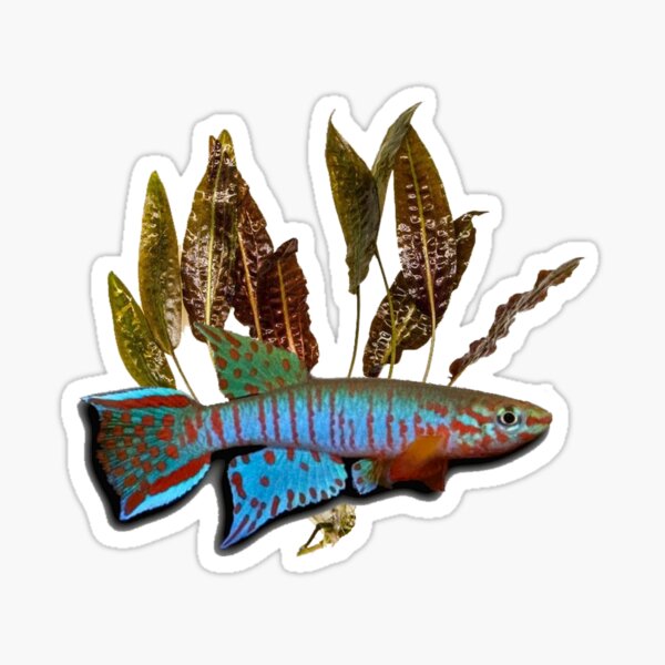 Bualanum and Cryptocoryne affinis Sticker