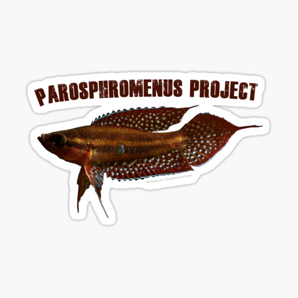 Parosphromenus linkei Sticker