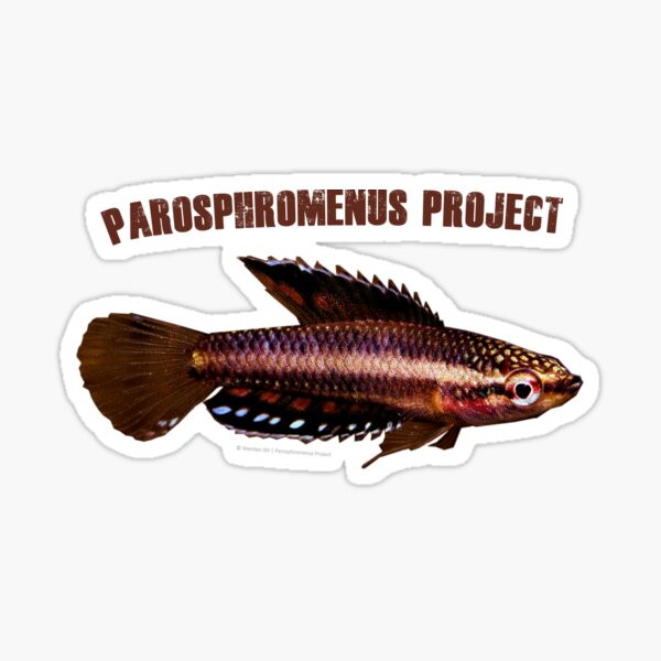 Parosphromenus parvulus Sticker