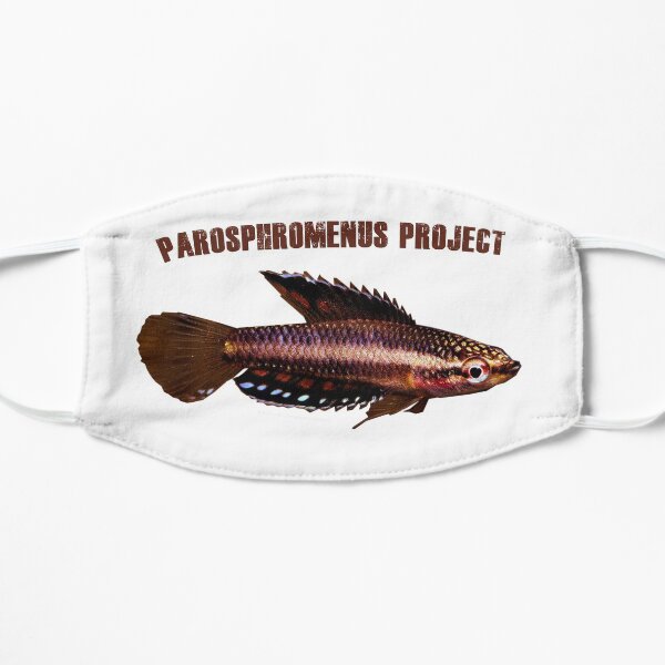 Parosphromenus parvulus Flat Mask