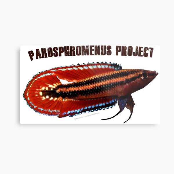 Parosphromenus quindecim Metal Print