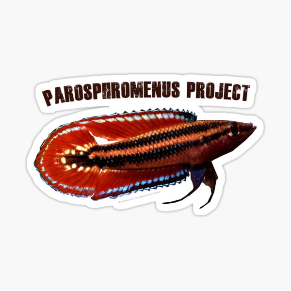 Parosphromenus quindecim Sticker